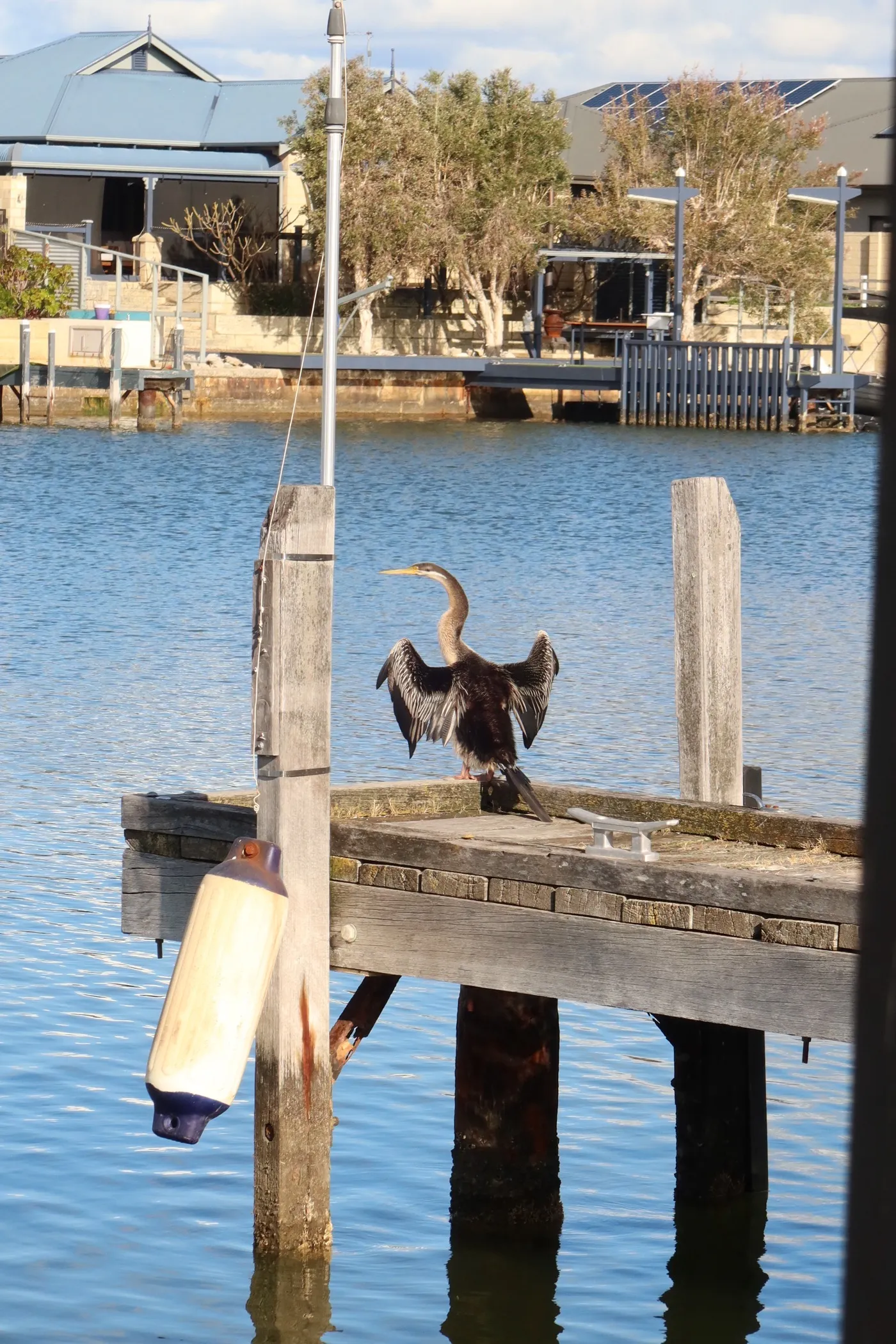 photo of the waterbird