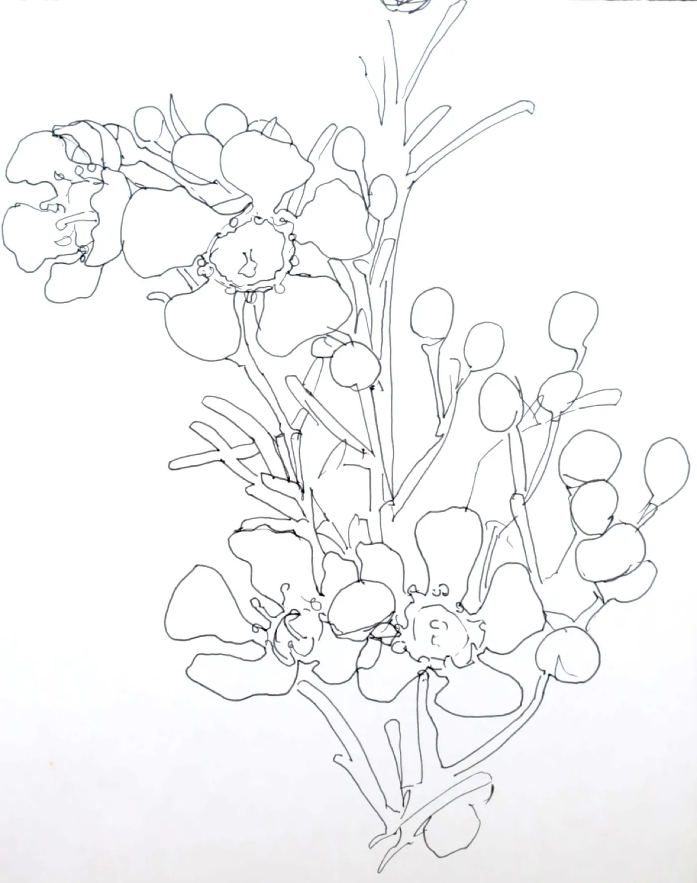 Pen sketch of wax flowers