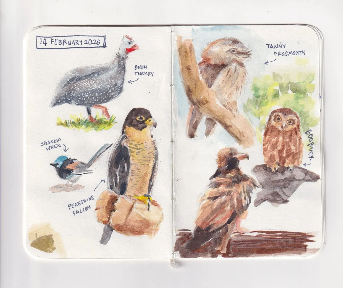Sketchbook pages