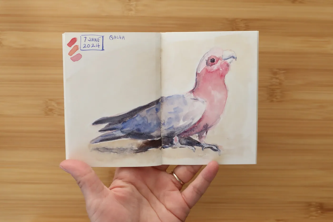 Watercolour sketch of a pink and grey galah