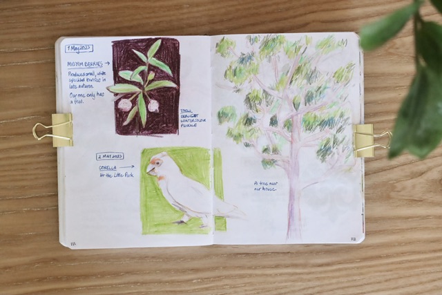 pencil sketches of plants, trees and birds
