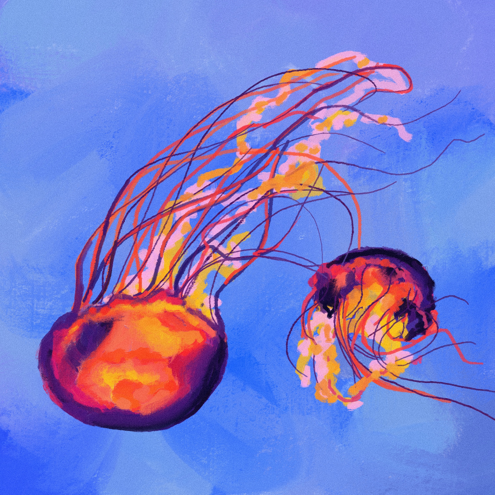 digital painting of two jellyfish