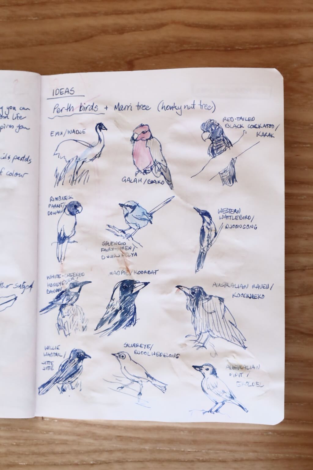 Photo of a sketchbook page - sketches of Perth birds, deciding on a final subject