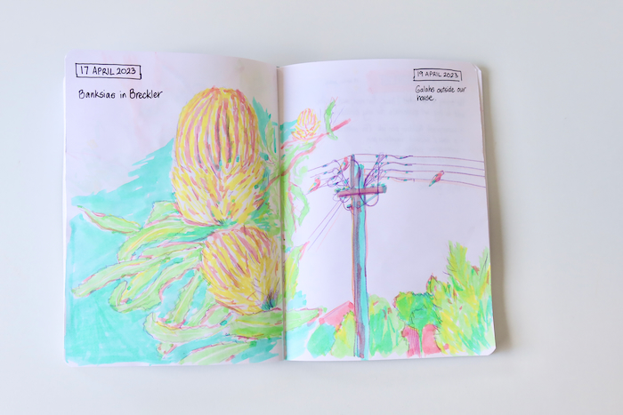 Photo of a sketchbook page - highlighter sketch of banksias and birds on a power line